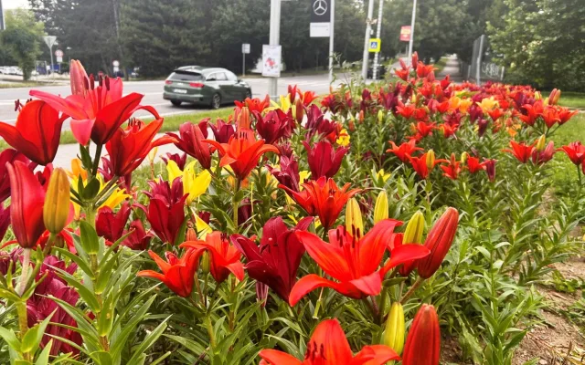 FOTO: Instafriendly Jihlava. Jiráskovu ulici zdobí ohnivé barvy kvetoucích lilií