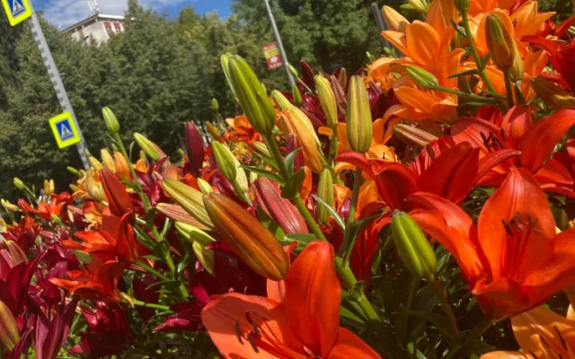 FOTO: Instafriendly Jihlava. Jiráskovu ulici zdobí ohnivé barvy kvetoucích lilií