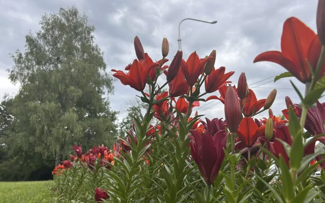 FOTO: Instafriendly Jihlava. Jiráskovu ulici zdobí ohnivé barvy kvetoucích lilií