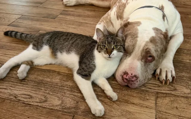 Daisy má za sebou těžkou operaci, teď jí čeká náročná a nákladná rekonvalescence