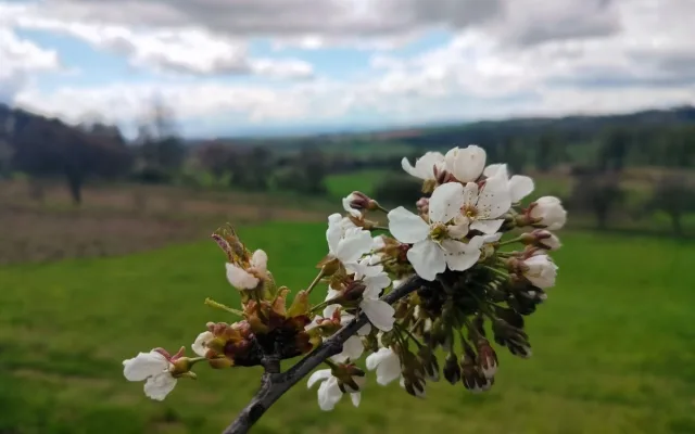 Rozkvetlá příroda na Jihlavsku