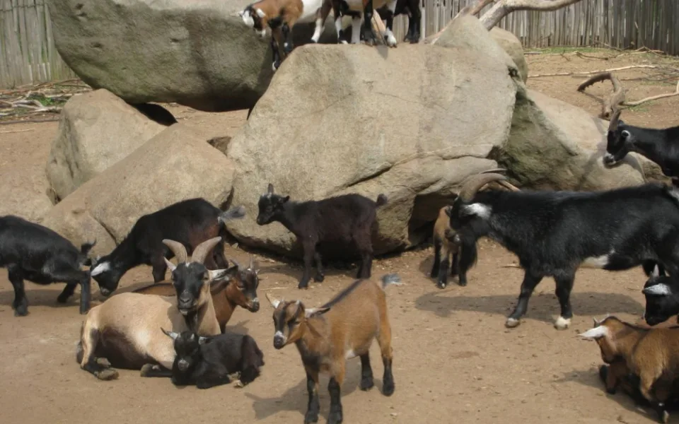 Jihlavská ZOO připravuje Den ptactva