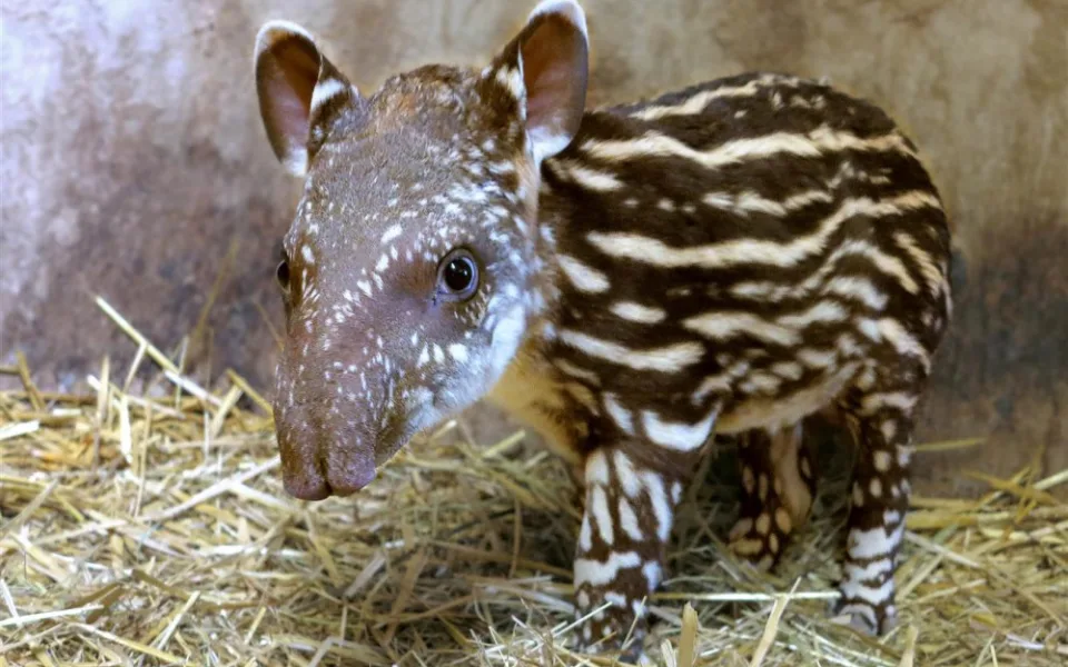 tapir mlade v zoo
