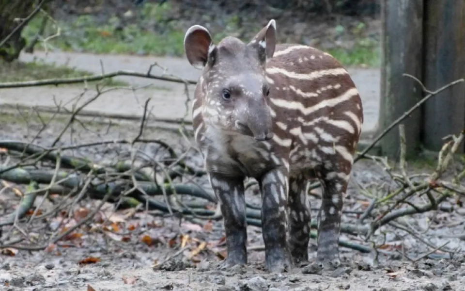 Tapír z jihlavské zoo Ferda.