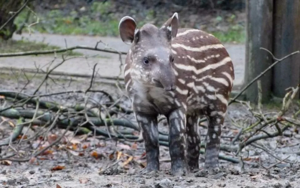 Sameček tapíra pokřtěný v jihlavské zoo v prosinci 2015