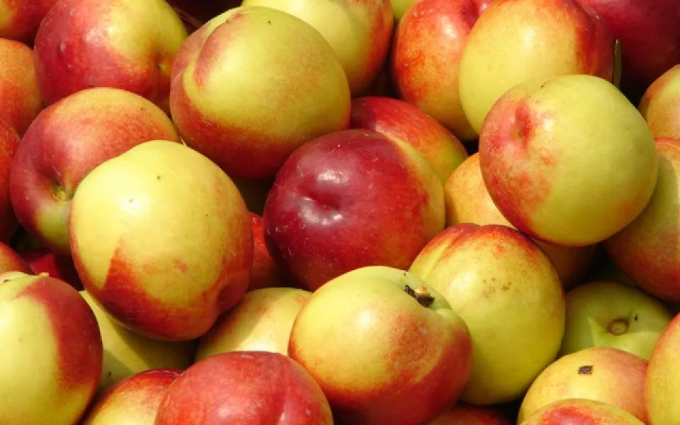 Nectarines
