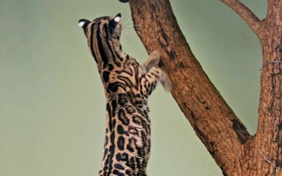 Novým obyvatelem jihlavské zoo je samice margaye. Byla dovezena z Francie