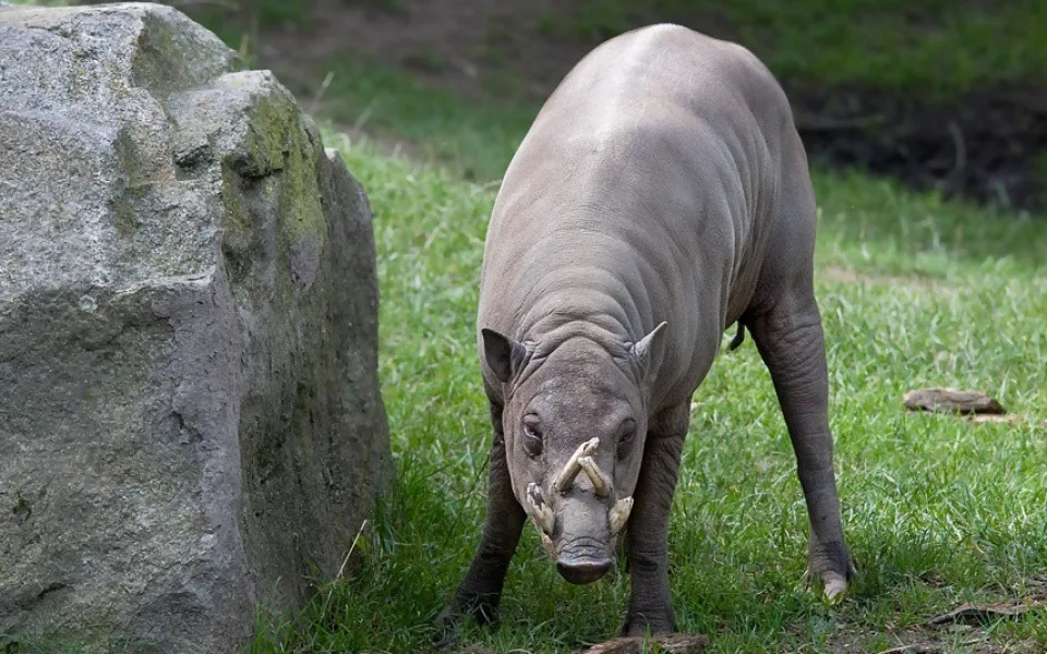Babirusa celebeská 