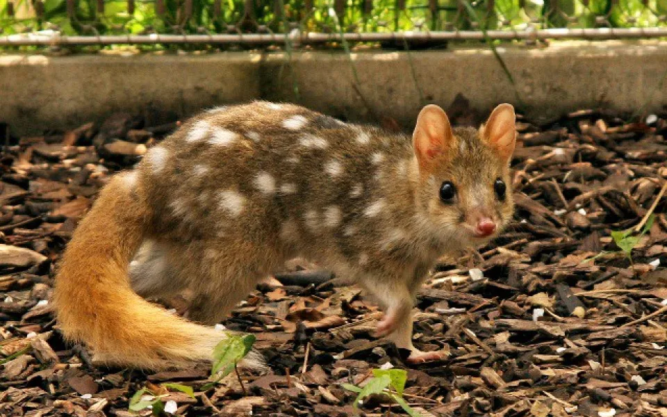 Jihlavská zoo slaví úspěch, za odchov kunovce tečkovaného obdržela prestižní ocenění