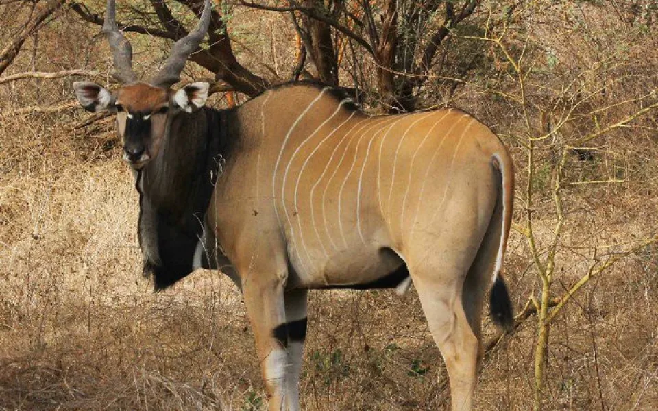 Antilopa Derbyho