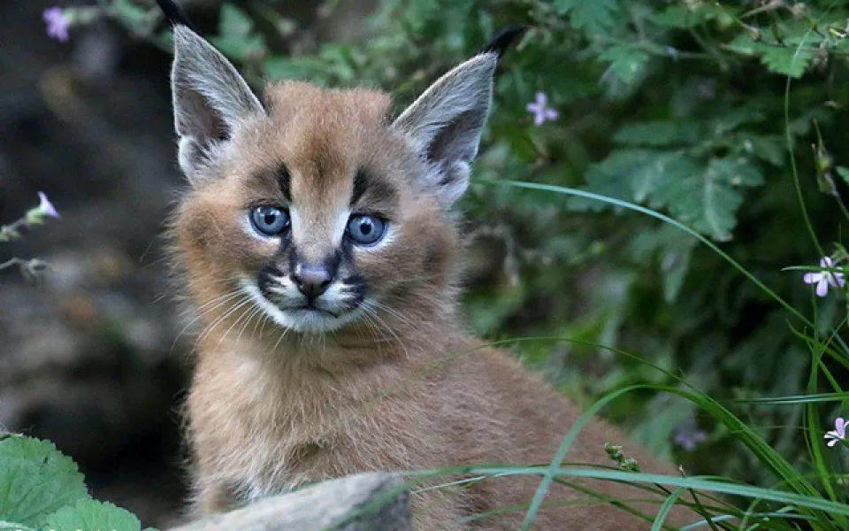V jihlavské zoo se narodila čtyři mláďata karakala, přírůstky hlásí i plameňáci a nanduové