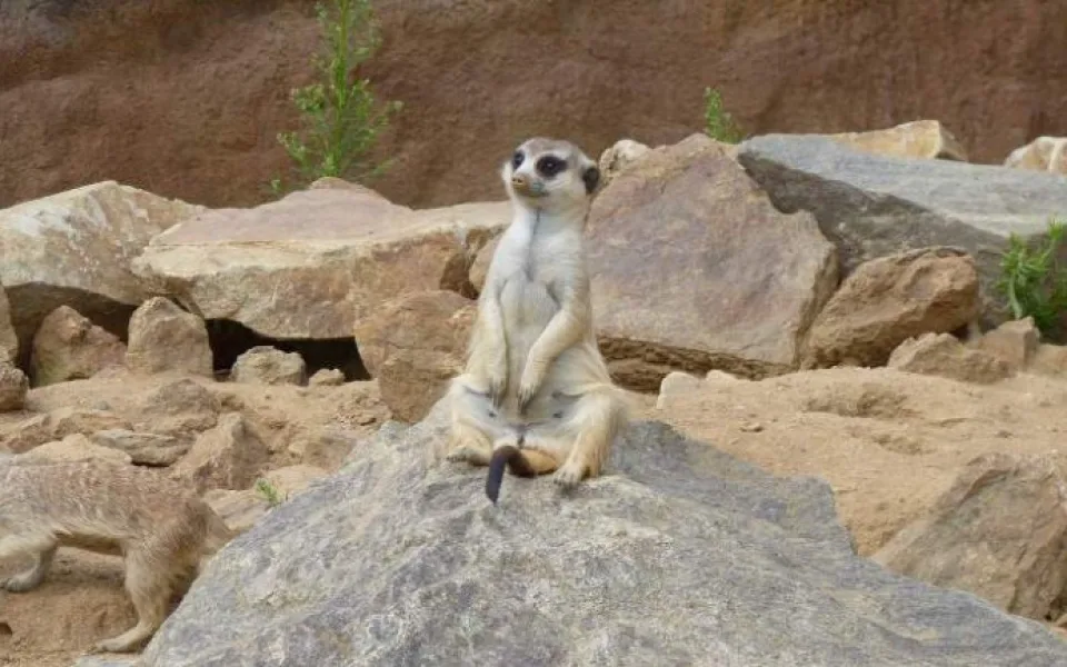 Jihlavské zoologické zahradě stoupla v první půli roku návštěvnost o čtvrtinu