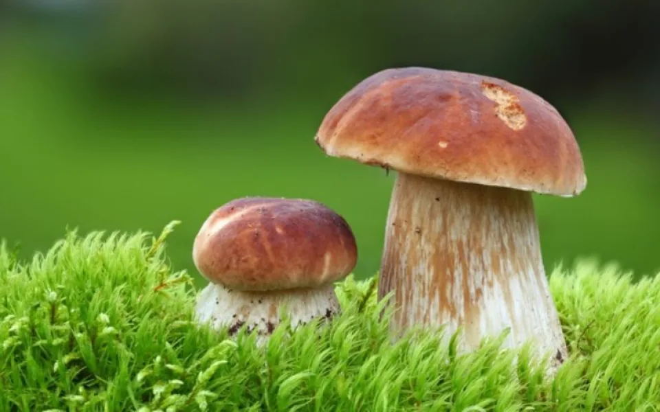 Ilustrační foto