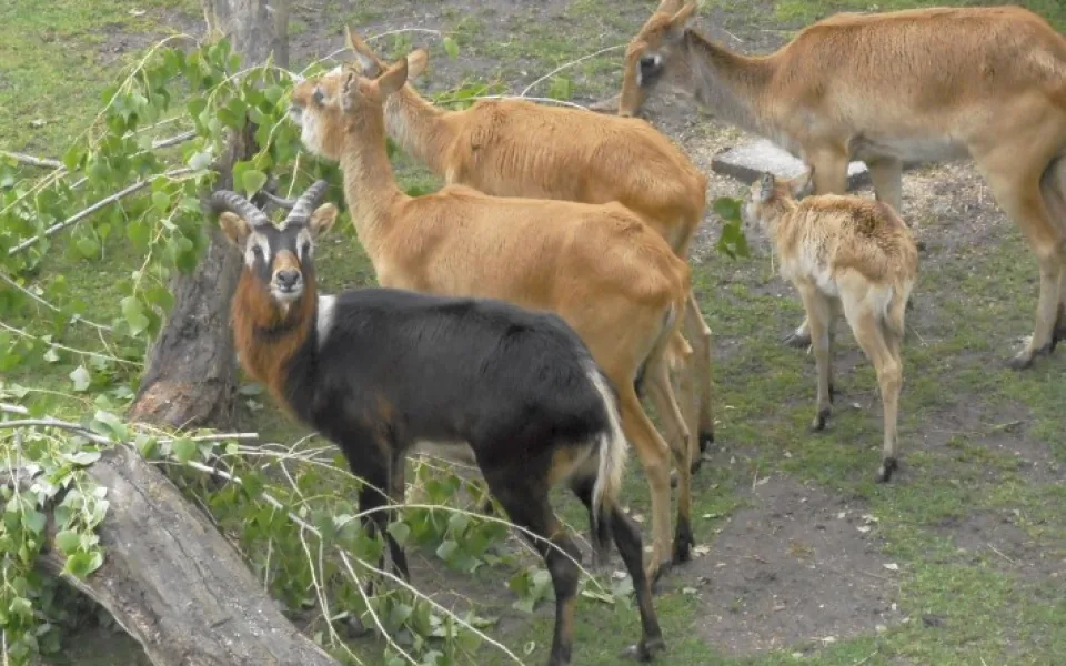Návštěvníci jihlavské zoo mohou obdivovat tři čerstvě narozená antilopí mláďata