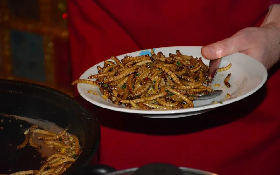 Červi, sarančata nebo smažený šváb. V Červeném Kříži se podávaly hmyzí speciality
