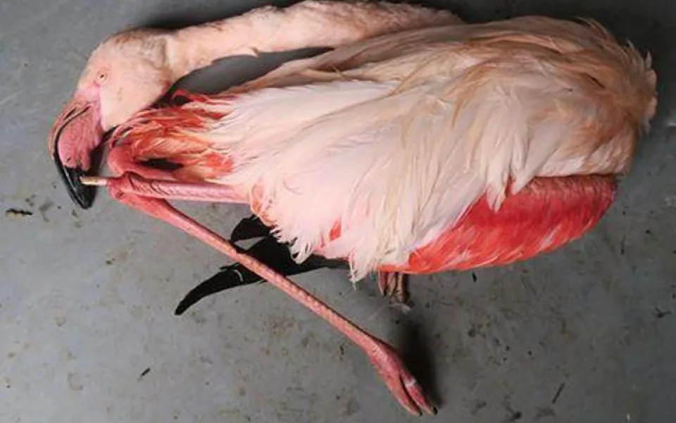 Uhynulý plameňák z jihlavské zoo