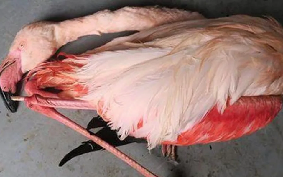 Jihlavská zoo se domlouvá na splátkách za zabitého plameňáka. Splátkový kalendář bude podepsán do konce měsíce