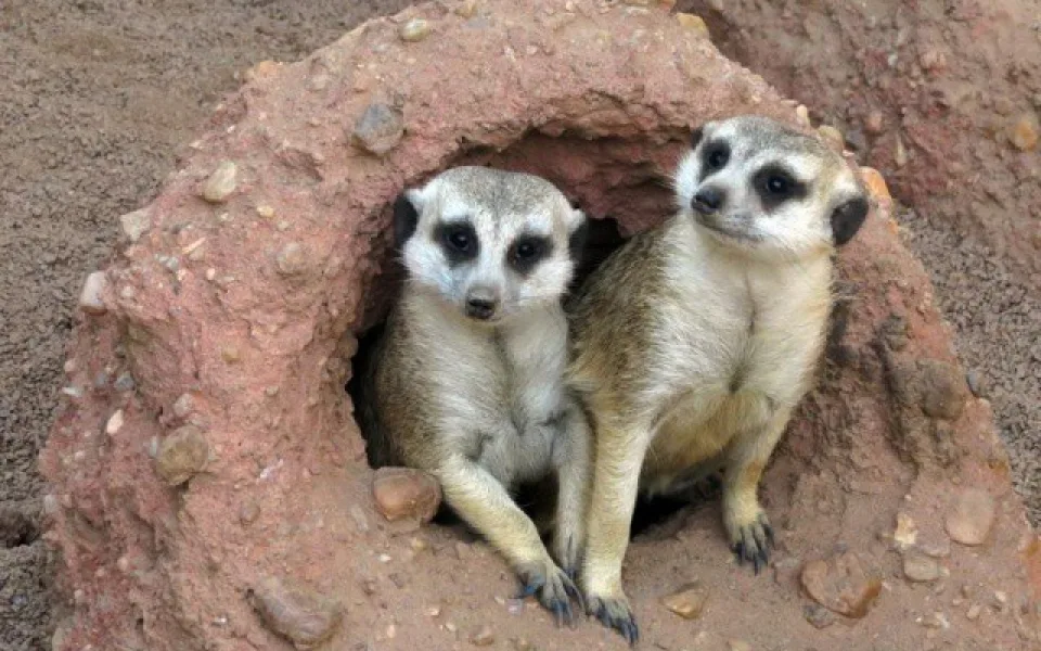 Za jedničky do jihlavské zoo zdarma! Po celé prázdniny bude devět komentovaných krmení zvířat denně