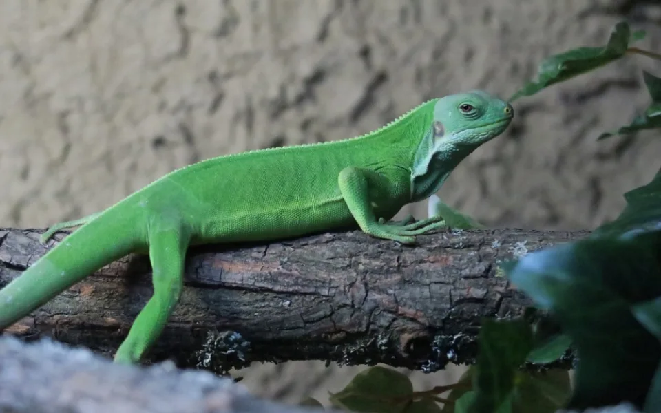 leguan-n-aweb