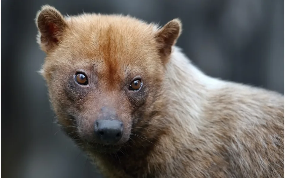 Zoo Jihlava rozšiřuje svoji expozici. Nově tu budou k vidění vzácní psi pralesní