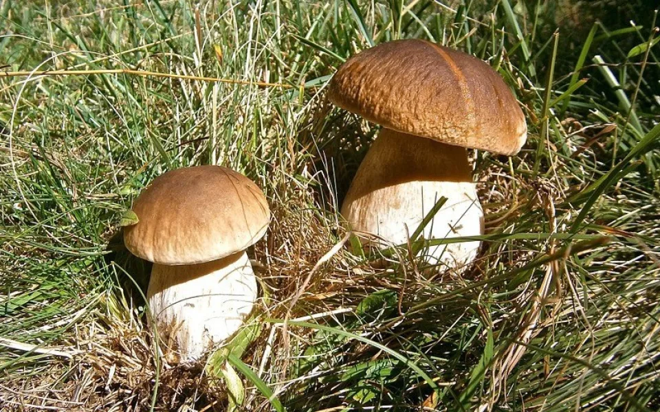 Ilustrační foto 