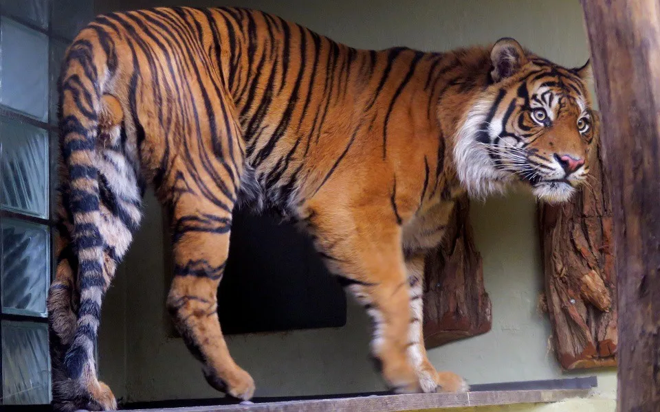 Tygří rodinu v jihlavské zoo dneska rozšířil pětiletý samec Dandys