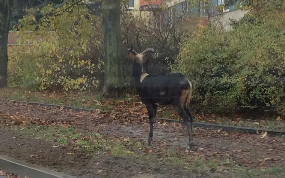 Z jihlavské zoo utekla antilopa. Na Březinkách ji pomáhali chytat městští strážníci