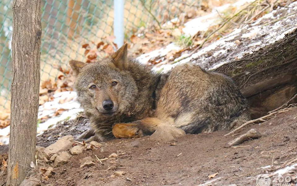 Z jihlavské zoologické zahrady utekla samička vlka. Je plachá a pro lidi není nebezpečná