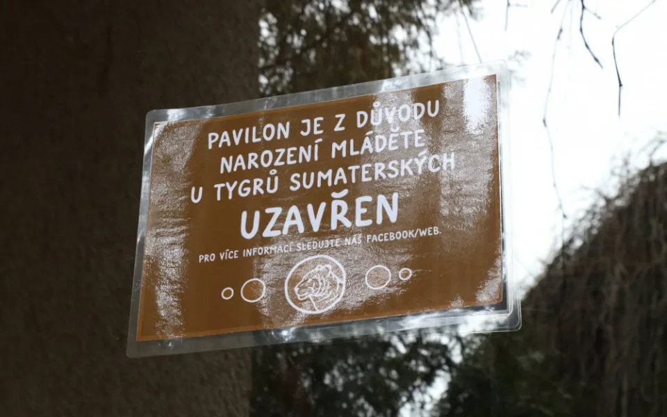 Jihlavská zoo dočasně zavřela pavilon tygrů sumaterských, mají mladé. Počet se zatím neví