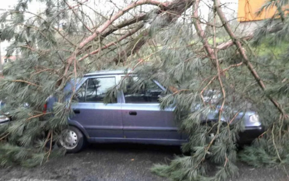 Spadlý strom na jihlavské ulici Polní 