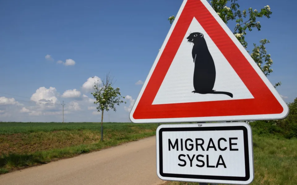 Osmdesátku syslů u Mohelna nyní chrání speciální dopravní značka