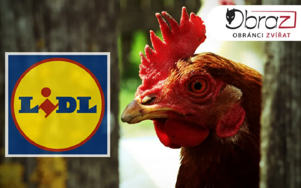 20180621_lidl