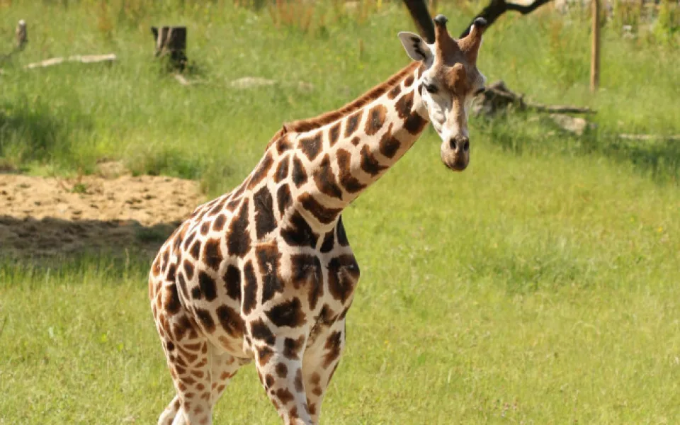 V jihlavské zoologické zahradě zemřel žirafí sameček. Příčinu úmrtí určí výsledek pitvy