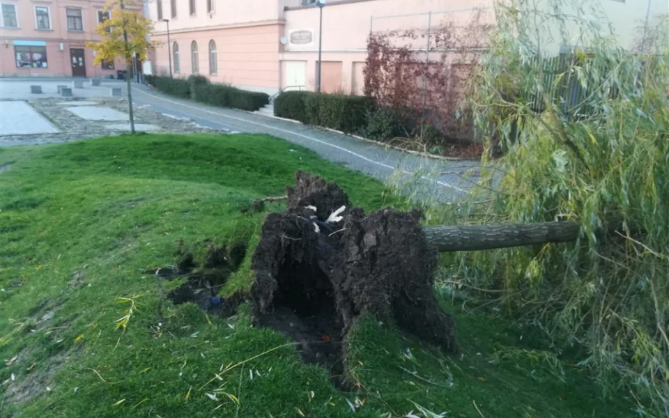 Silný vítr vyvrátil vrbu v Parku Gustava Mahlera. Bude nahrazena novým kusem