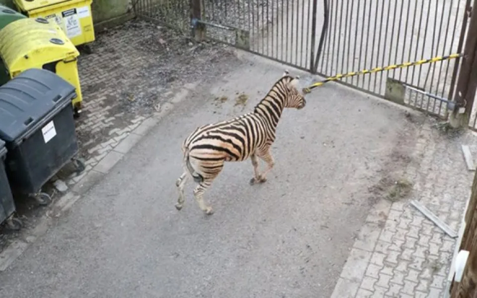 Po jihlavské zoo zmateně pobíhal nový samec zebry. Nyní se zotavuje z řezných ran