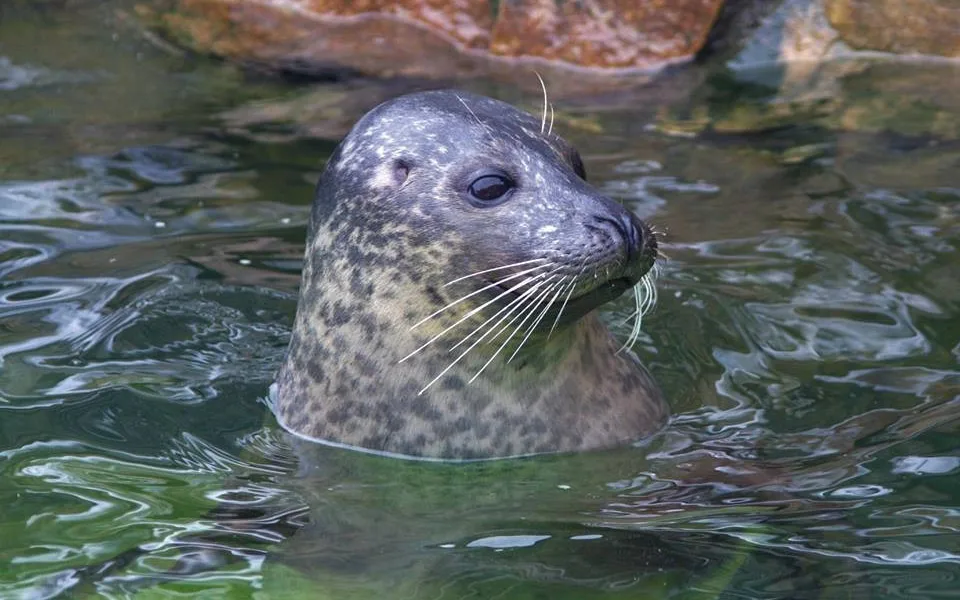 Jihlavská zoo přišla o jedno z nejoblíbenějších zvířat, uhynul samec tuleně Artos