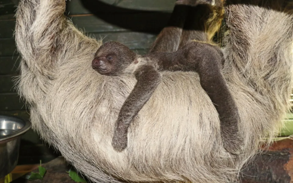 Lenochodi v jihlavské zoo mají třítýdenní mládě. Pavilon je pro návštěvníky uzavřený