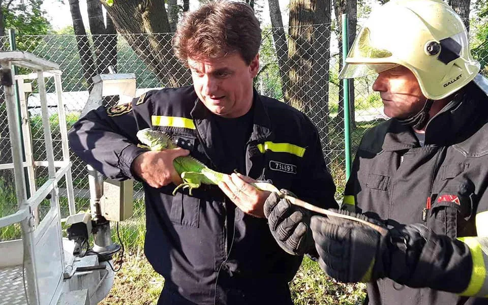 Leguán v Třešti vylezl na strom. Hasiči ho sundali za necelých dvacet minut