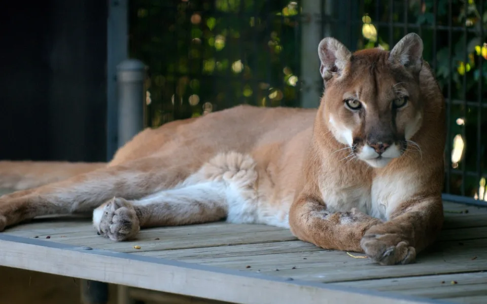 cougar-1086045_1280
