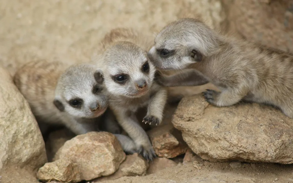 Jihlavská zoo hlásí chovatelský úspěch, surikatám se narodila čtyři mláďata