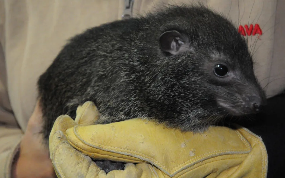 Mládě damana pralesního v jihlavské zoologické zahradě