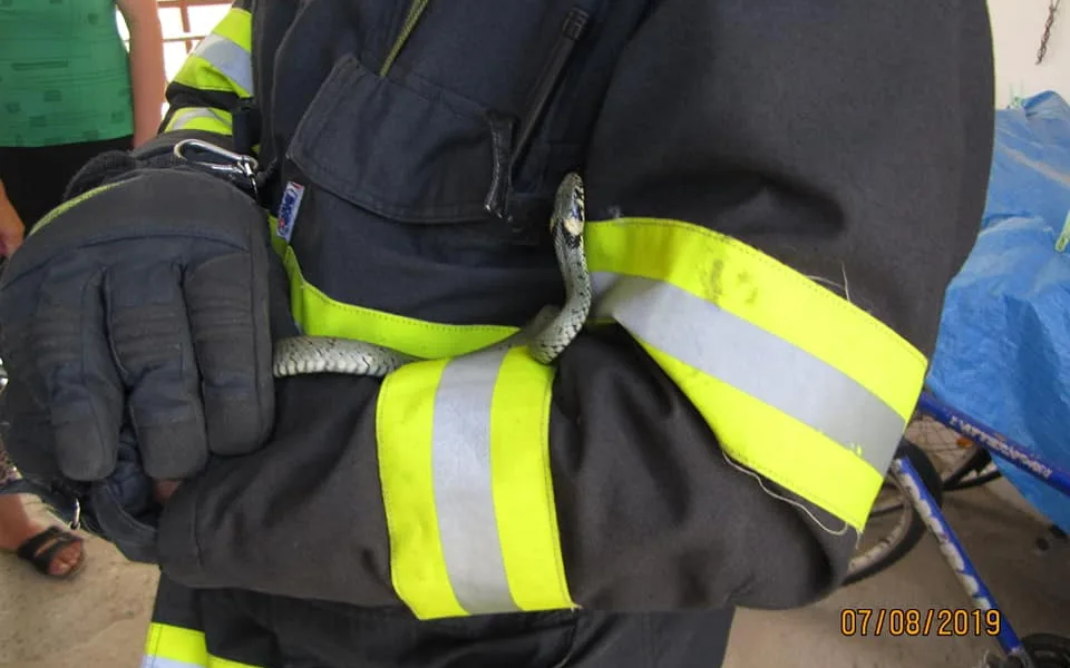 V komoře rodinného domu se ubytovala užovka obojková. Ven ji pomohli dostat hasiči