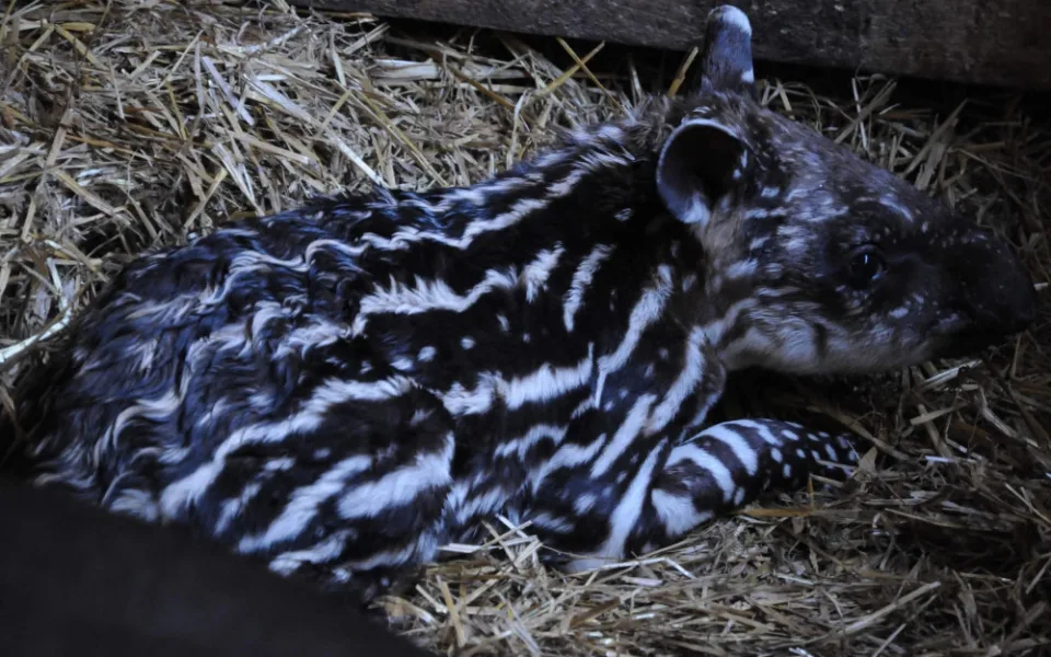 Jihlavská zoo má nový přírůstek. Mladého tapíra mohou lidé už teď vidět ve výběhu
