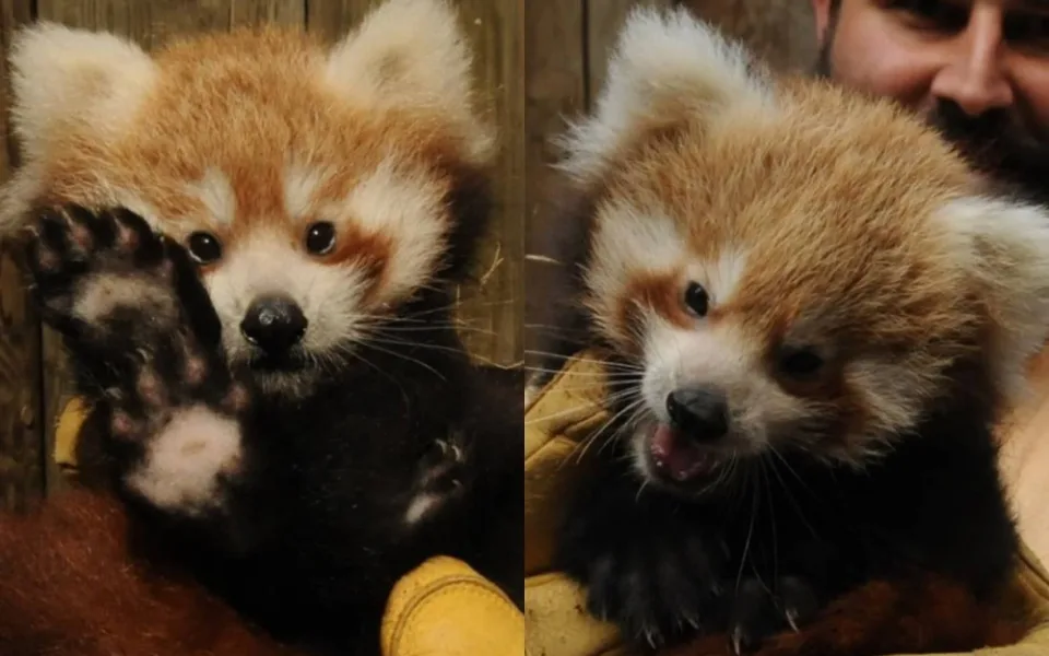 Zoo Jihlava slaví další chovatelský úspěch, narodila se dvě mláďata pandy červené