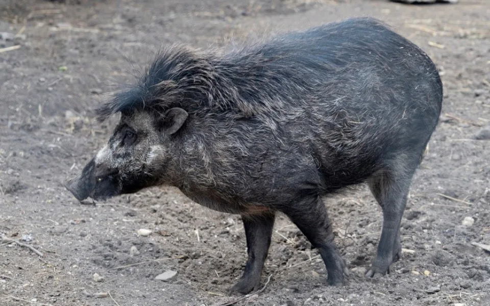 Jihlavská zoo v prosinci představí nová zvířata, tři kriticky ohrožená prasata visajánská
