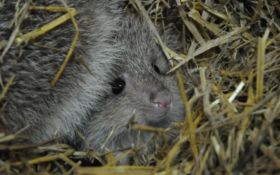 V jihlavské zoo se narodili vzácní klokánci. Další chovají až v Británii