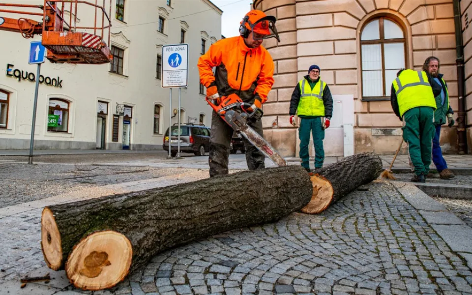 Čtyři lípy na Masarykově náměstí šly k zemi. Kvůli hnilobě v kmenech