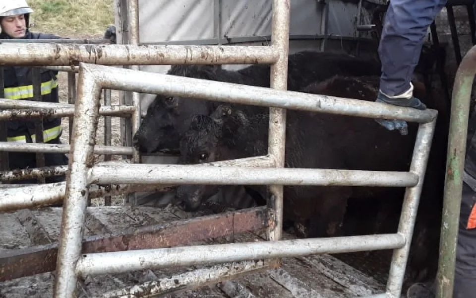 Na Třebíčsku havaroval náklaďák se skotem, jedna jalovice musela být utracena