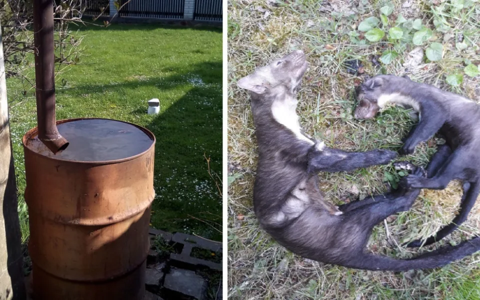V sudu se utopila i kuna s mládětem 