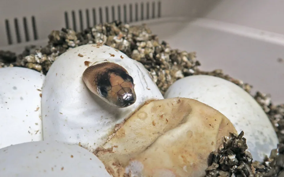 V jihlavské zoo historicky poprvé odchovali vzácné krajty hnědohlavé 